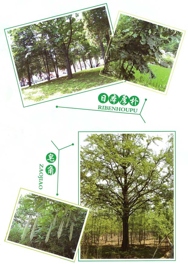 丹东市隆辉城市园林绿化有限公司