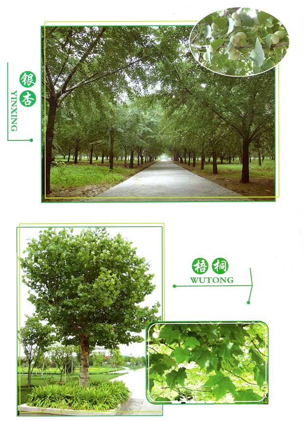 丹东市隆辉城市园林绿化有限公司