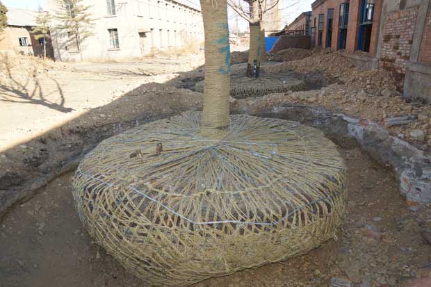 丹东市隆辉城市园林绿化有限公司