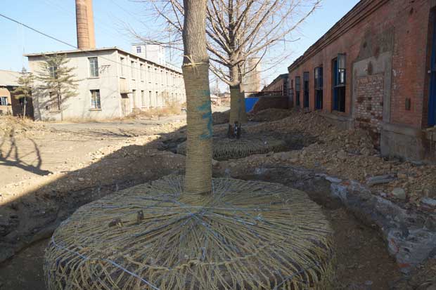 丹东市隆辉城市园林绿化有限公司