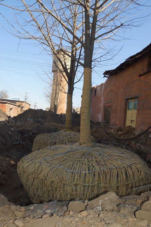 丹东市隆辉城市园林绿化有限公司