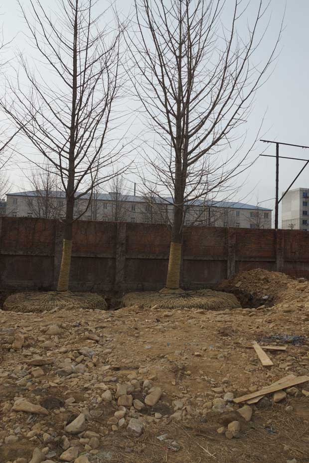 丹东市隆辉城市园林绿化有限公司