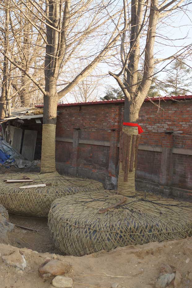 丹东市隆辉城市园林绿化有限公司