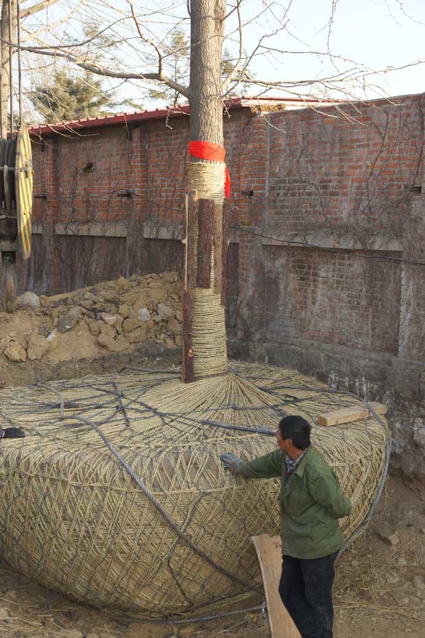 丹东市隆辉城市园林绿化有限公司