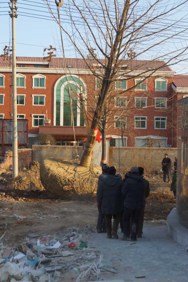 丹东市隆辉城市园林绿化有限公司