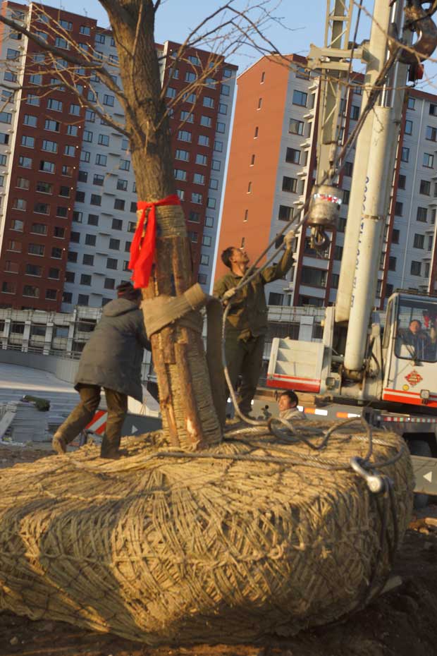 丹东市隆辉城市园林绿化有限公司