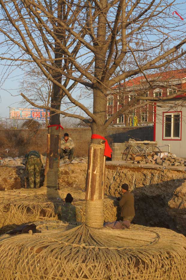 丹东市隆辉城市园林绿化有限公司