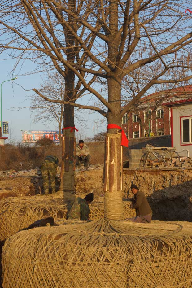 丹东市隆辉城市园林绿化有限公司