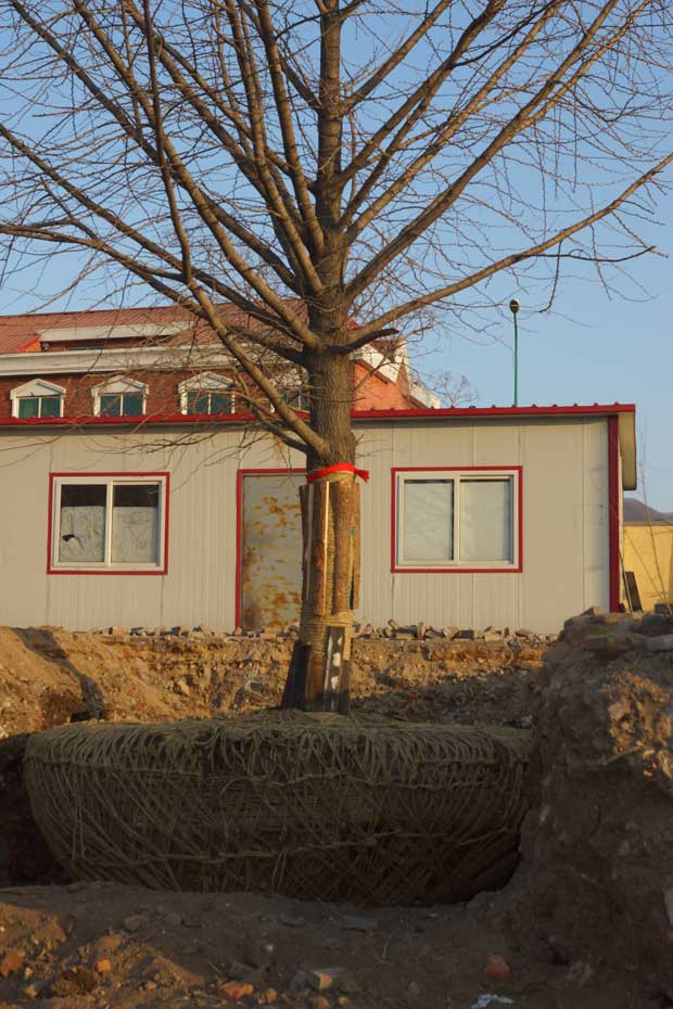 丹东市隆辉城市园林绿化有限公司