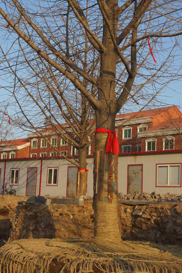 丹东市隆辉城市园林绿化有限公司