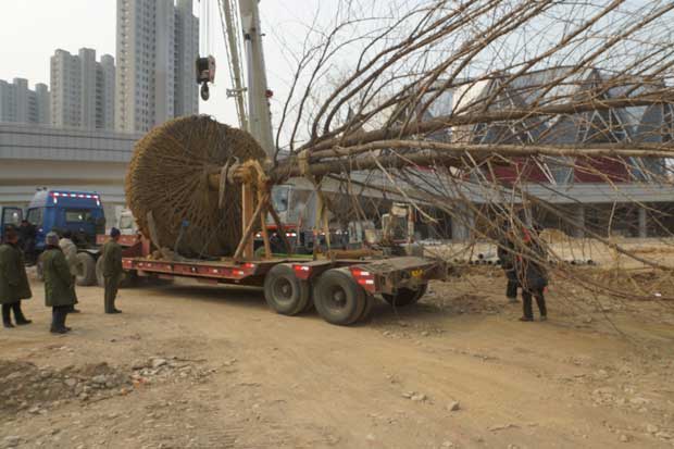 丹东市隆辉城市园林绿化有限公司