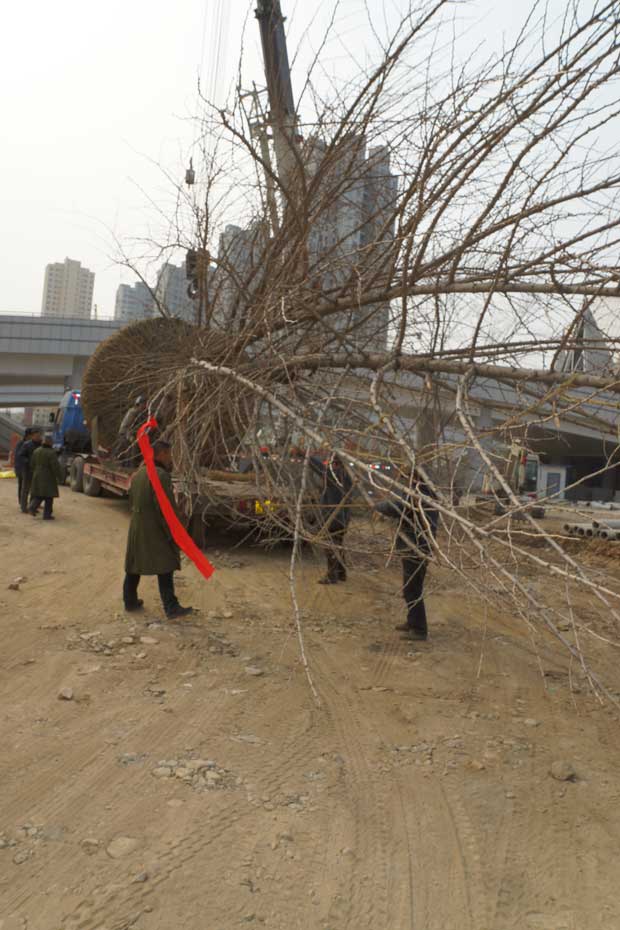 丹东市隆辉城市园林绿化有限公司