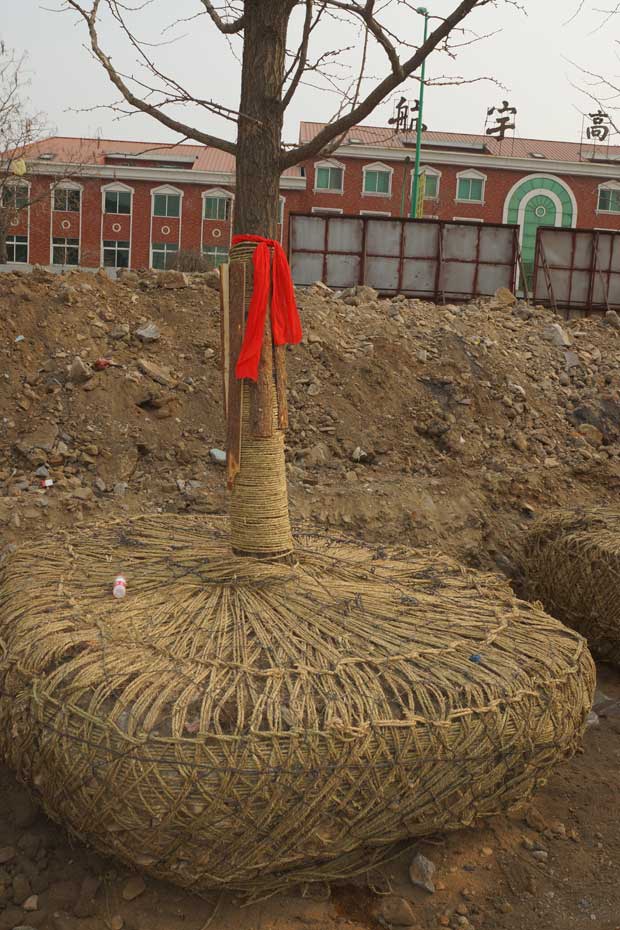 丹东市隆辉城市园林绿化有限公司