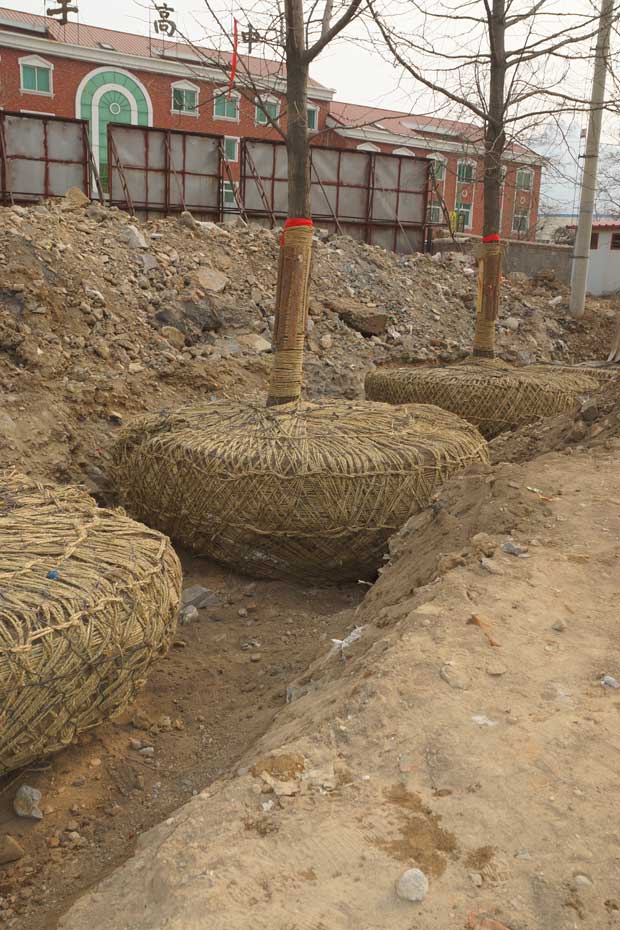 丹东市隆辉城市园林绿化有限公司