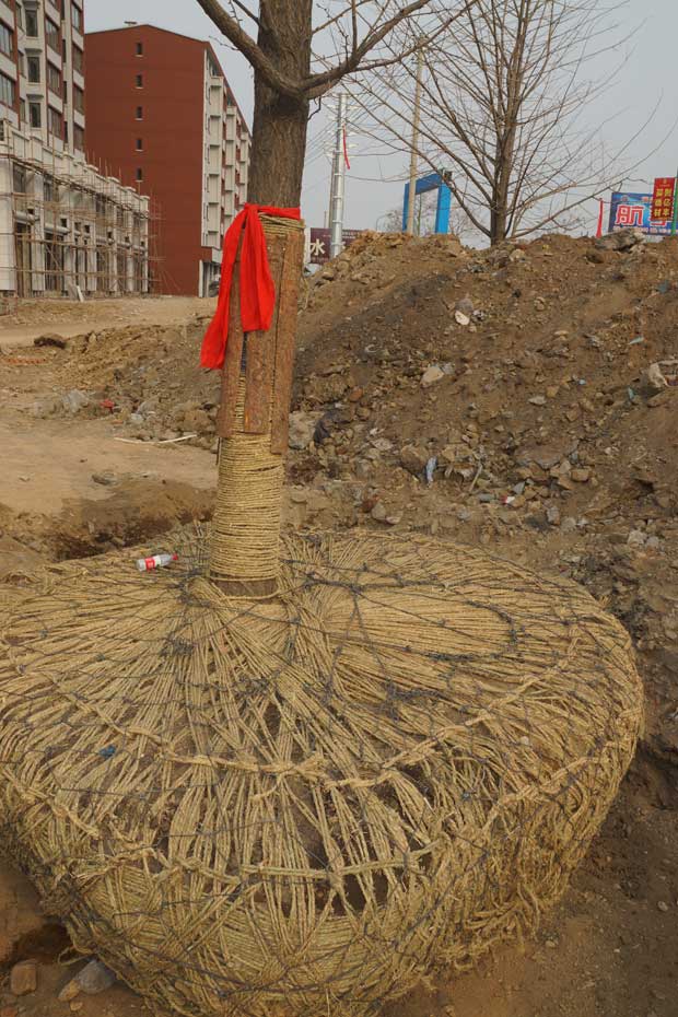 丹东市隆辉城市园林绿化有限公司