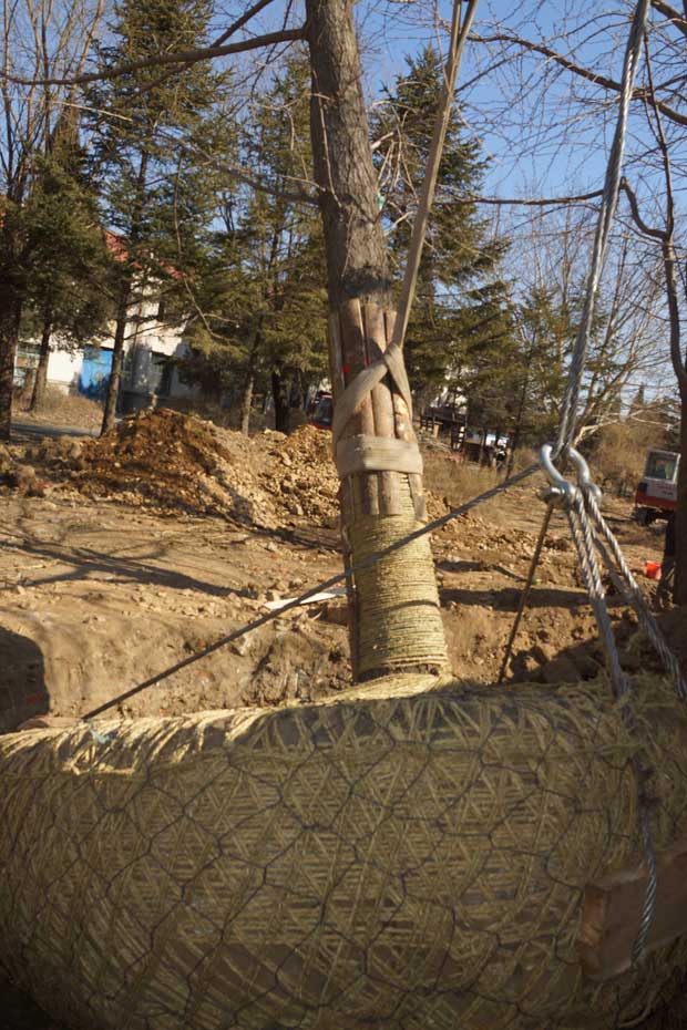 丹东市隆辉城市园林绿化有限公司