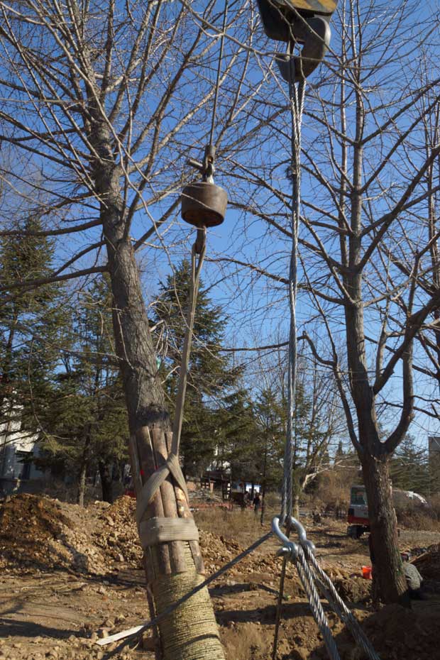 丹东市隆辉城市园林绿化有限公司