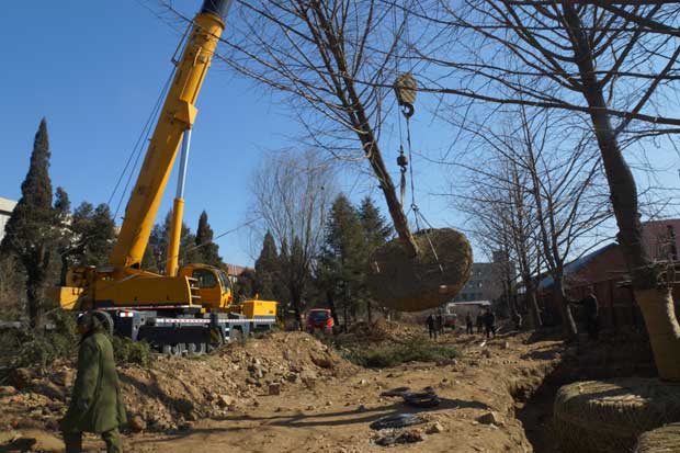 丹东市隆辉城市园林绿化有限公司