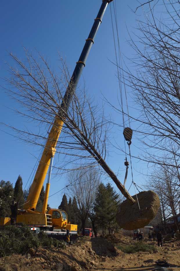 丹东市隆辉城市园林绿化有限公司