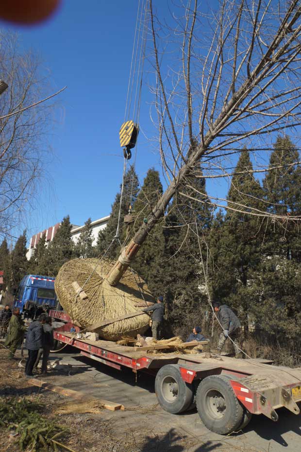 丹东市隆辉城市园林绿化有限公司