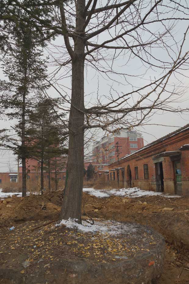 丹东市隆辉城市园林绿化有限公司