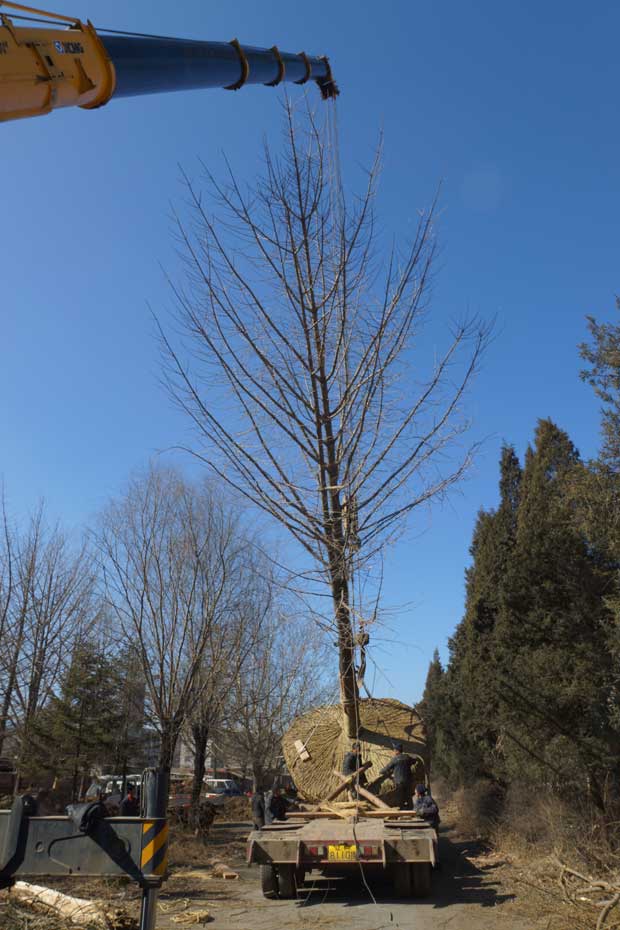 丹东市隆辉城市园林绿化有限公司