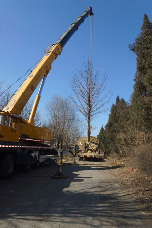 丹东市隆辉城市园林绿化有限公司