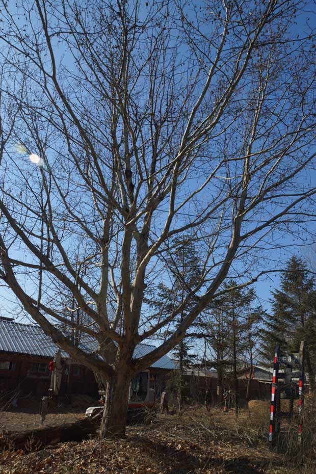 丹东市隆辉城市园林绿化有限公司