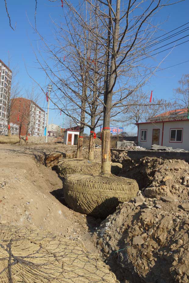 丹东市隆辉城市园林绿化有限公司