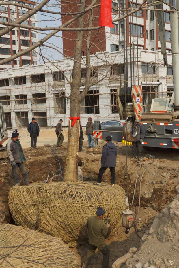 丹东市隆辉城市园林绿化有限公司