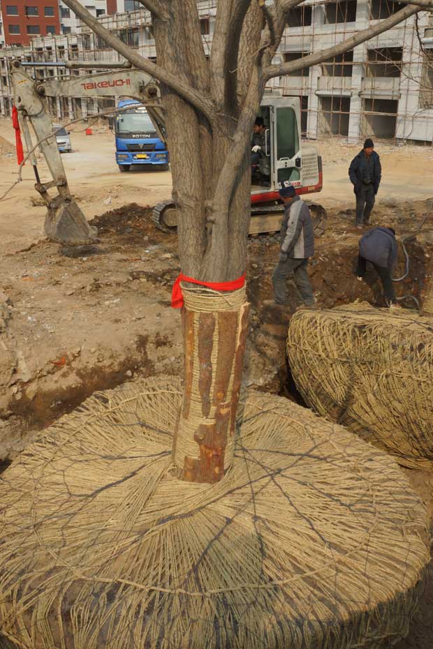 丹东市隆辉城市园林绿化有限公司