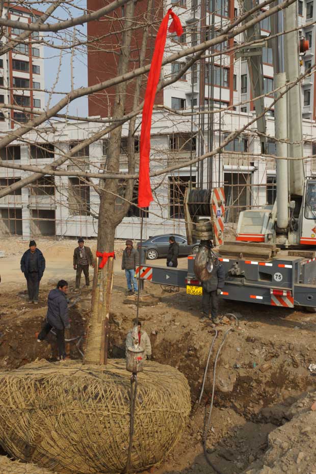 丹东市隆辉城市园林绿化有限公司