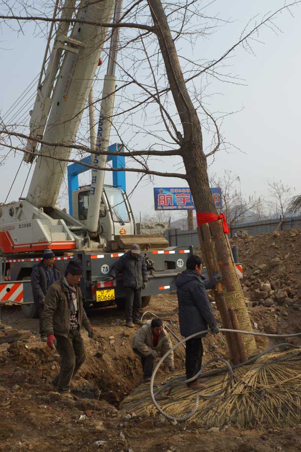 丹东市隆辉城市园林绿化有限公司