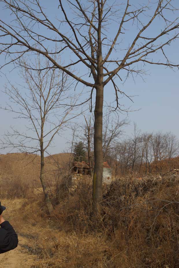 丹东市隆辉城市园林绿化有限公司