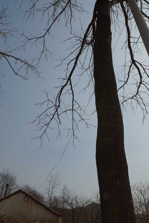 丹东市隆辉城市园林绿化有限公司