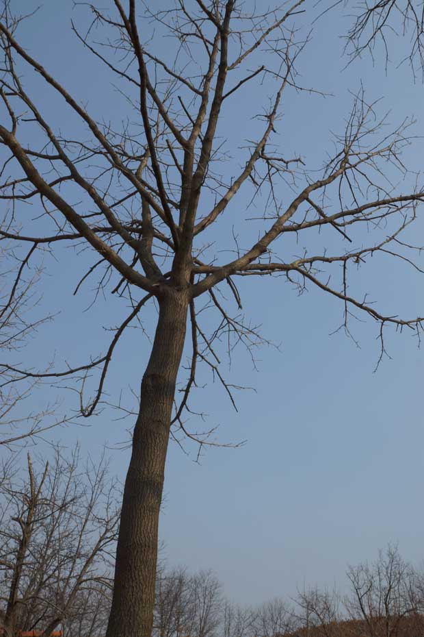 丹东市隆辉城市园林绿化有限公司