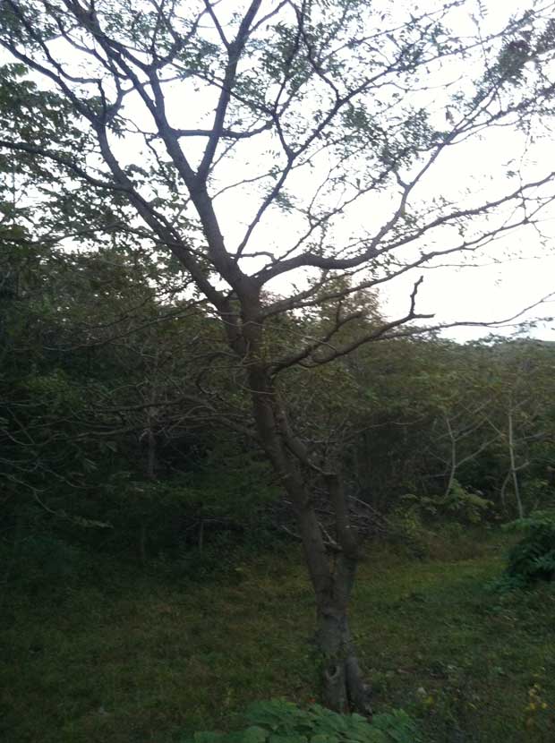 丹东市隆辉城市园林绿化有限公司